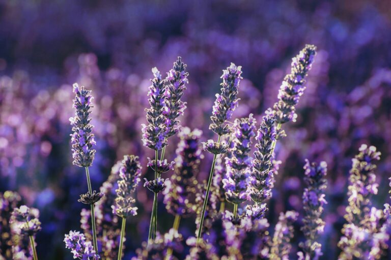 Giorno F - Lavanda & epopea medievale
