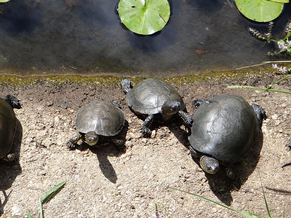 Des tortues au bord d'un bassin au parc A Cupulatta