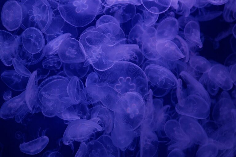 Aquarium de Paris – Cinéaqua