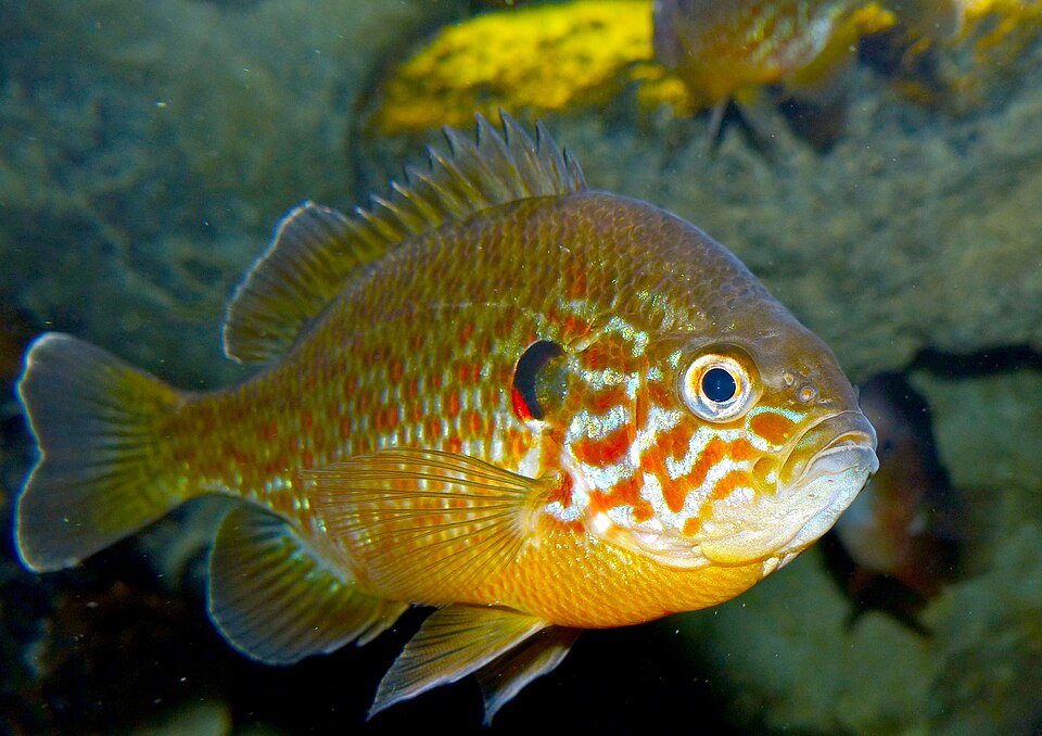Un persico sole in una vasca dell'Acquario della Valle della Loira