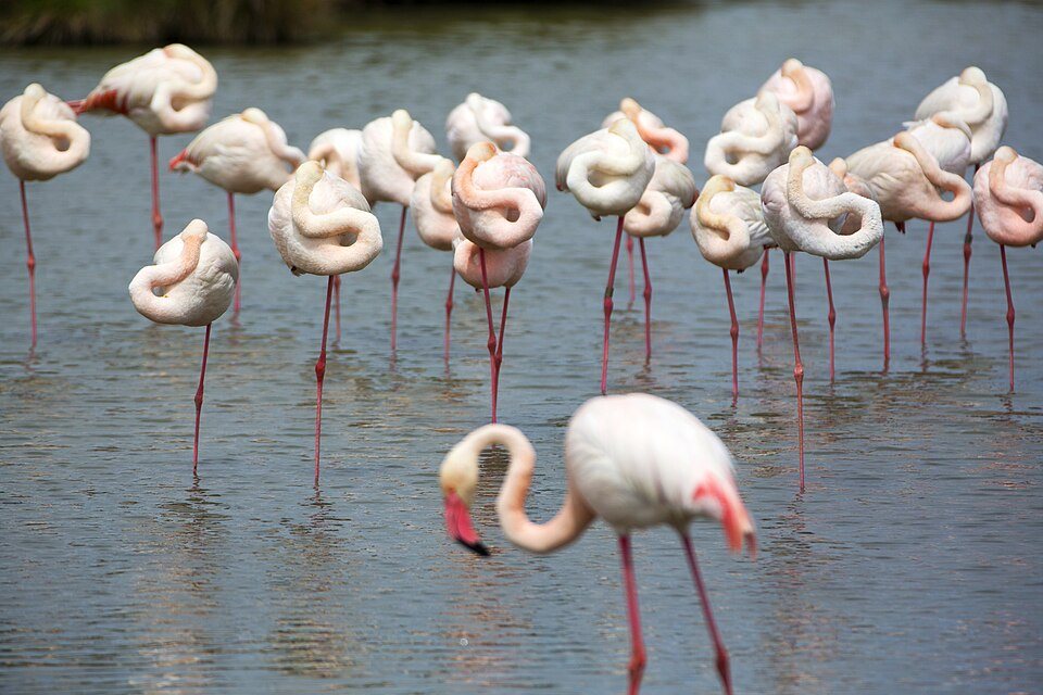 Pink flamingos in a lagoon in the Camargue