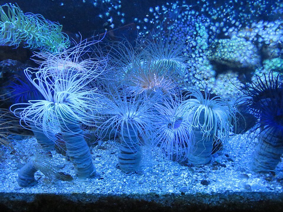 Anémonas de mar en un tanque iluminado de azul en el Gran Acuario de Saint-Malo
