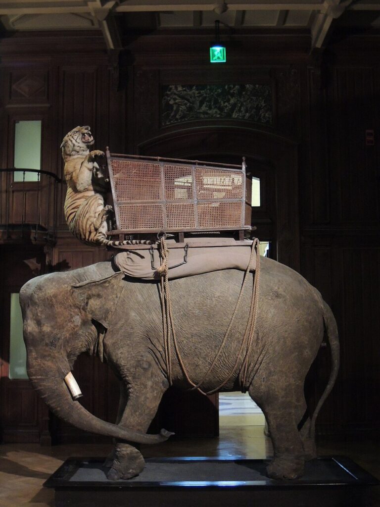 Muséum d&rsquo;Orléans (MOBE)