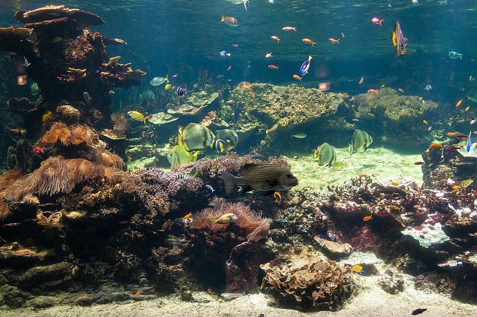 Poissons tropicaux et coraux dans un grand bassin de Nausicaá