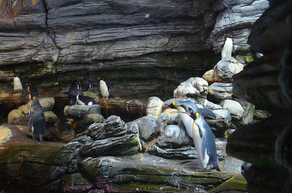 Des manchots sur les rochers du pavillon polaire d'Océanopolis