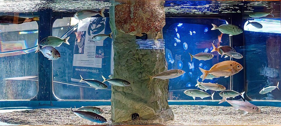 Fische in einem großen Becken des Océarium du Croisic