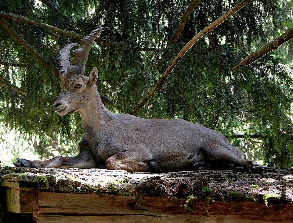 Un íbice tumbado bajo los abetos del parque de animales de Merlet
