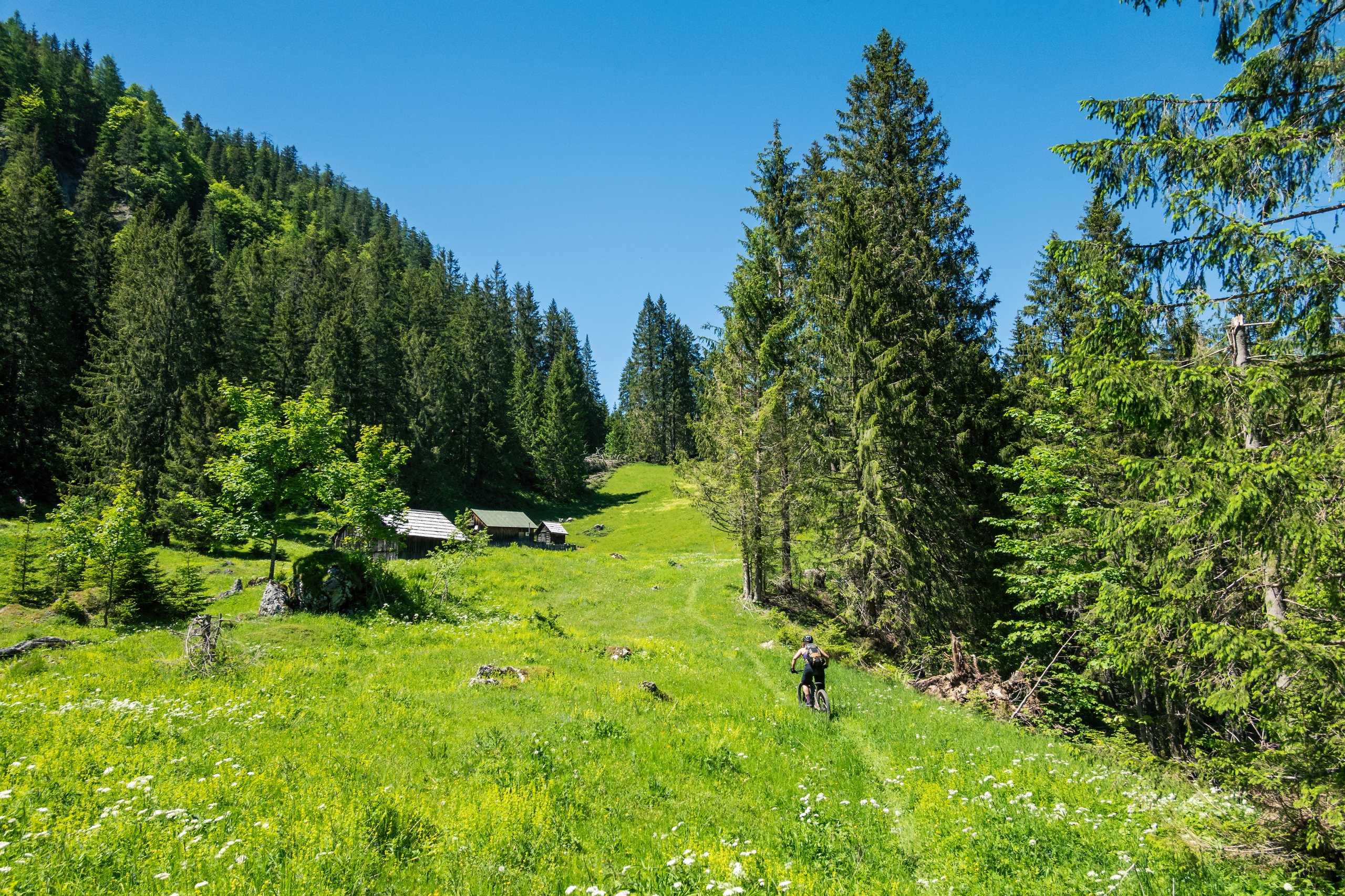 Une vallée verdoyante bordée de sapins dans le Parc naturel régional des Vosges du Nord