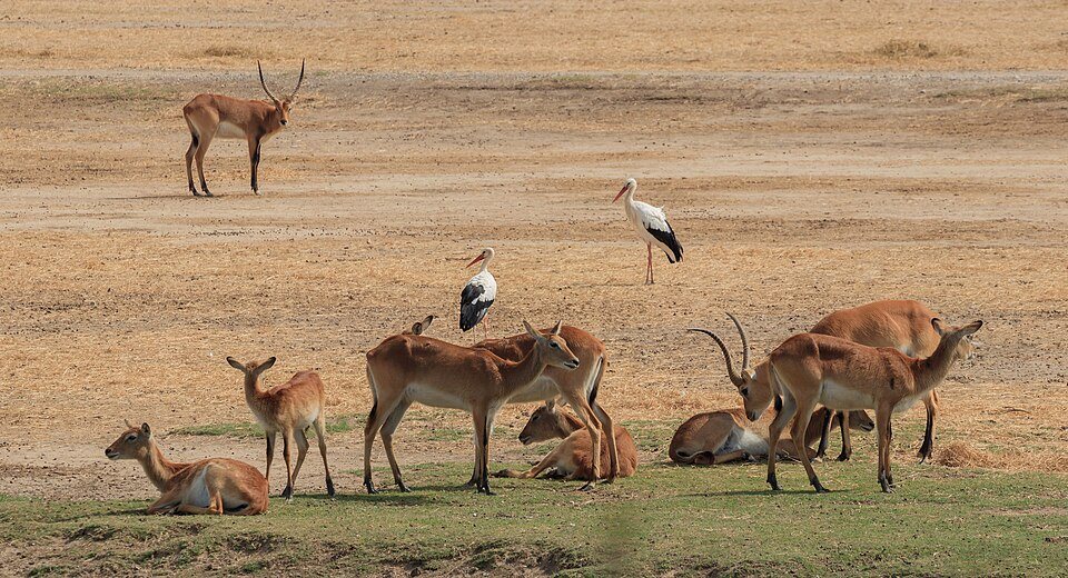 Antilopes et cigognes dans la savane de la Réserve Africaine de Sigean