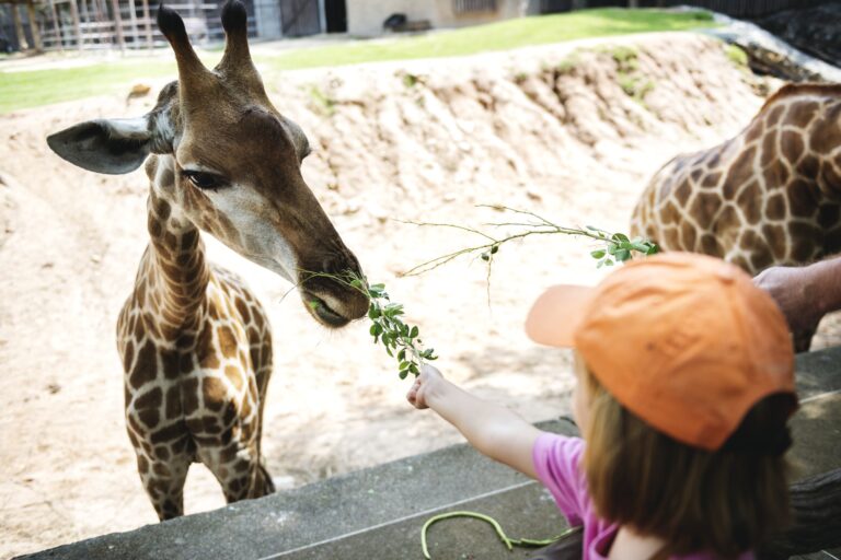 Safari de Peaugres
