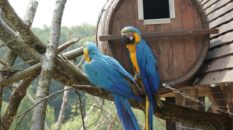 Zoo de Cerza