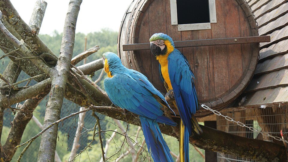 Deux aras bleu et jaune perchés au Zoo de Cerza