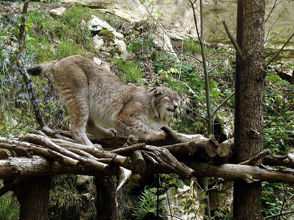 Un lynx sur des troncs au Zoo de Pont-Scorff