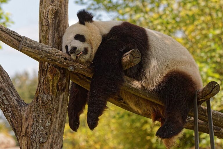 ZooParc de Beauval