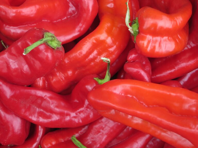 Fête du piment d’Espelette