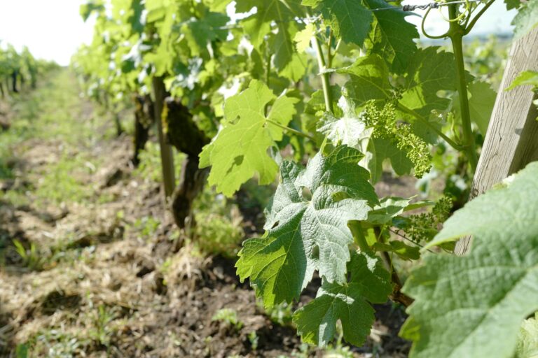 Jour G - Chaource, cristallerie de Bayel & route du Champagne