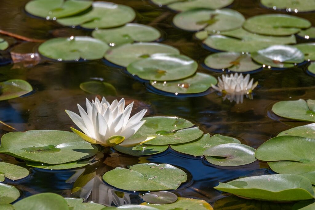 Nénuphars blancs en fleurs sur le bassin du parc botanique de Saleccia, en Balagne (Corse)