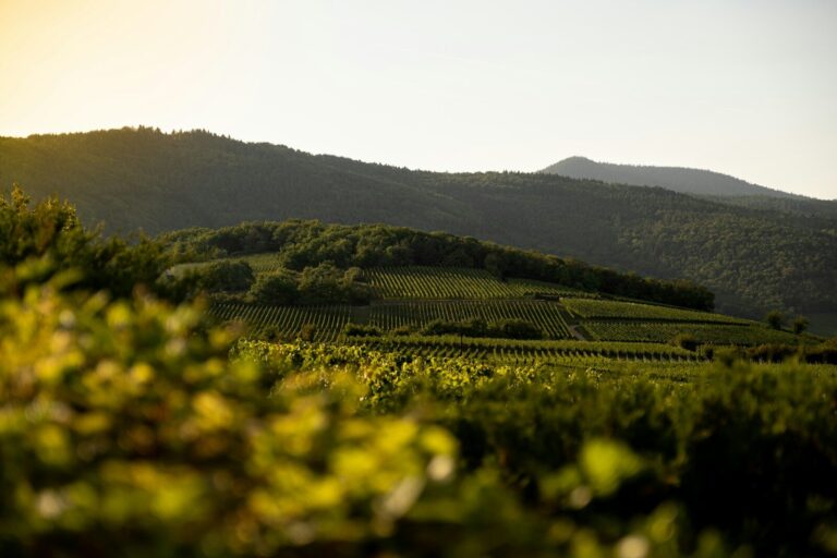 alsace route des vins circuit